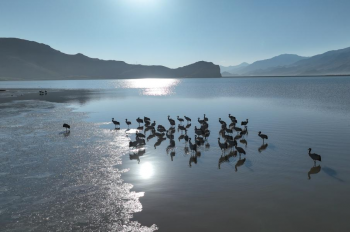Black-necked cranes start migration from reservoir in Lhunzhub, Xizang