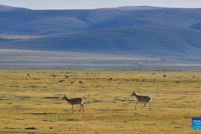 Tibetan antelopes seen in Serling Tso national nature reserve, Xizang